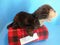 Folkmanis River Otter Puppet Plush