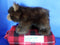 Bearington Collection Brown Bear Beanbag Plush
