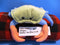 Douglas Buster the Blue Crab Beanbag Plush