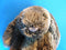 Jellycat Woodland Bunny Rabbit Beanbag Plush