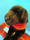 Douglas Cabela's Chester Black Lab Dog Plush