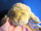 Demdaco Nat and Jules Prayer Lamb With Pink Blanket 2011 Plush