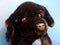 Best Made Toys Black Lab Labrador Puppy Dog Plush