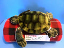 Fiesta Green Sea Turtle Plush