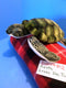 Fiesta Green Sea Turtle Plush