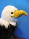 Aurora Bald Eagle Plush