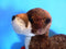 Aurora River Otter Plush