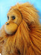 Aurora Miyoni Orangutan Plush
