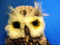 Aurora Barney the Great Horned Owl Plush