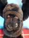 Circus Circus Gorilla Beanbag Plush