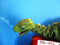 Mattel Harry Potter Roarin Snorin Baby Norbert Green Dragon 2001