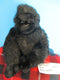 Russ Kongo Gorilla Plush